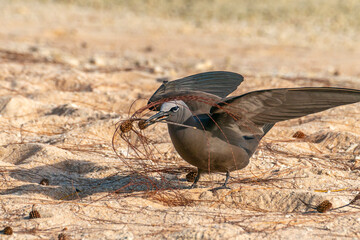 French Polynesia, Tikehau Atoll. Brown noddy collecting nest material.