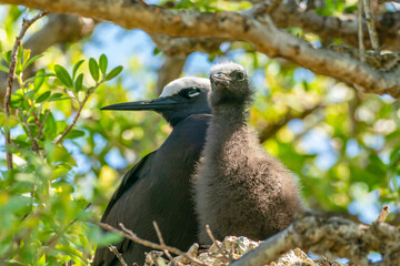 French Polynesia, Tikehau Atoll, Bird Island. Brown noddy adult and chick on nest.
