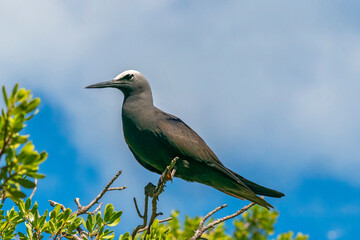 French Polynesia, Tikehau Atoll, Bird Island. Brown noddy adult on limb.