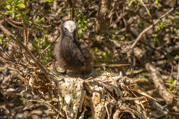 French Polynesia, Tikehau Atoll, Bird Island. Brown noddy chick on nest.