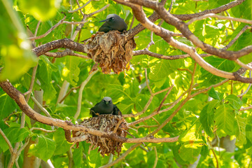 French Polynesia, Tikehau Atoll, Bird Island. Brown noddy adults in nests.