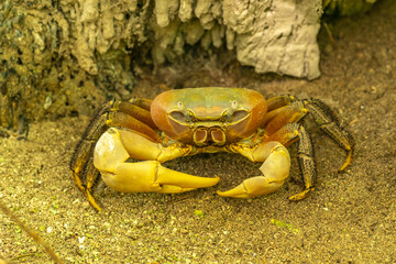 French Polynesia, Tikehau Atoll, Bird Island. Close-up of land crab.