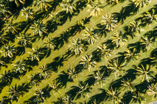 Aerial view of palm tree plantation, Queensland, Australia