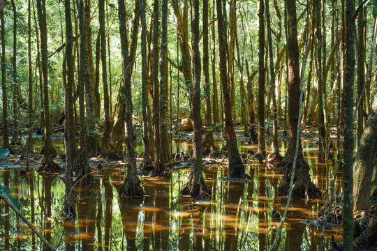 Fototapeta Trees in a swamp, Daintree National park, Queensland, Australia