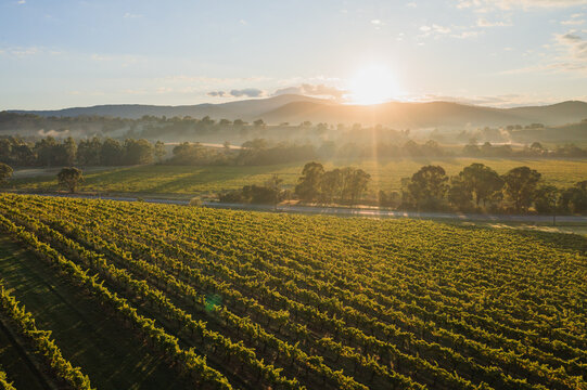 Aerial view of vineyard, Yarra Valley, Australia