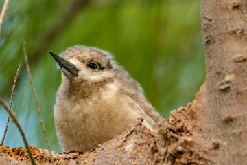 French Polynesia, Tikehau Atoll. Fairy tern chick close-up.