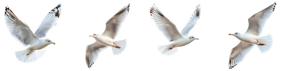 Obraz premium Four white seagulls in flight isolated wildlife photography on transparent background