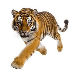 Fototapeta premium majestic tiger running with grace and power, showcasing its striking orange and black stripes against transparency background. This captures essence of wild beauty and strength