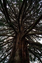 Trunks and Branches of Sequoiadendron Giganteum (Wellingtonia)