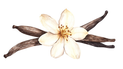 watercolor illustration of one single vanilla orchid flower and stick pods on white background	
