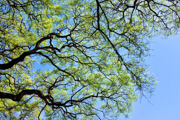 Argentina, Buenos Aires. Tree branches against a blue sky