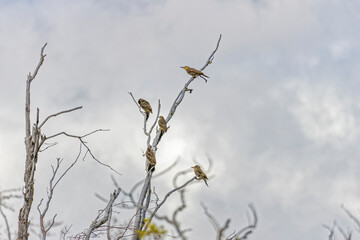 Chile, Torres del Paine National Park. Striped woodpeckers in bare tree.