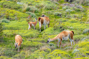 Chile, Torres del Paine National Park. Guanaco adults and young in field.
