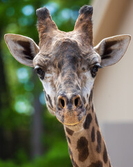 Giraffe 