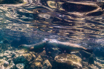 Ecuador, Galapagos National Park, Santa Fe Island. Galapagos sea lions and rocks.