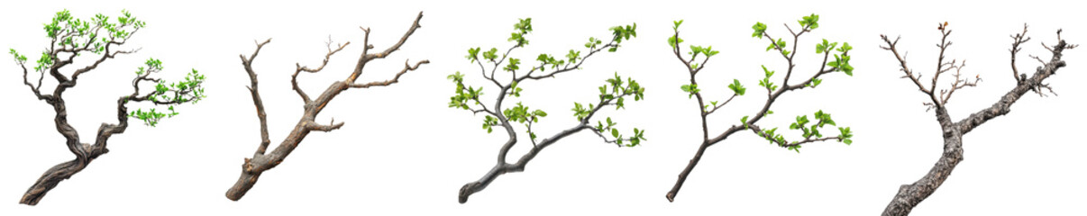 Collection of Six Diverse Branches Spring Leaves Bare Branches Isolated on Black on transparent background