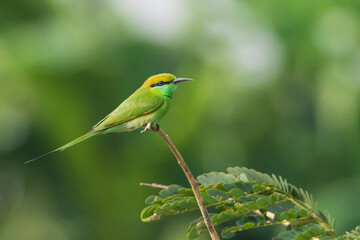 bee eater perched on branch