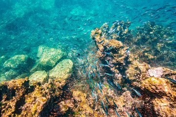 Ecuador, Galapagos National Park, Espanola Island, Gardiner Bay. School of anchovies and coral reef.