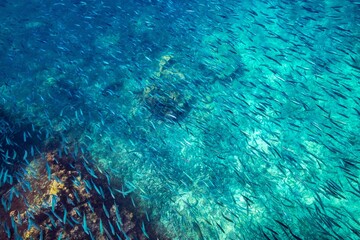 Ecuador, Galapagos National Park, Espanola Island, Gardiner Bay. School of anchovies and coral reef.