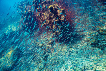 Ecuador, Galapagos National Park, Espanola Island, Gardiner Bay. School of anchovies and coral reef.
