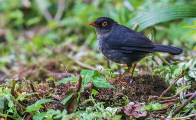 Slatey-backed nightingale thrush, cloud forest, Ecuador