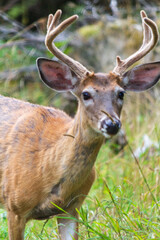 Close-Up of a Wild Deer with Antlers in a Natural Habitat