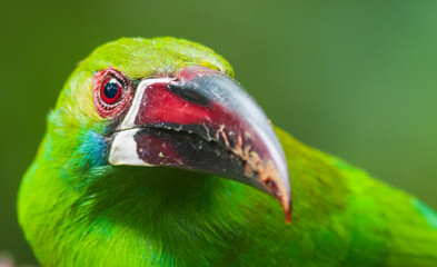 Crimson-rumped toucanet close-up portrait in cloud forest, Ecuador.