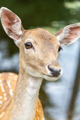 Close-Up of a Deer in Its Natural Habitat with Soft Background