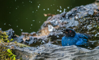 Masked flowerpiercer bathing in old stump, cloud forest, Ecuador