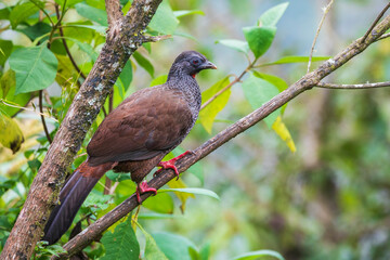 Andean guan, cloud forest of Ecuador, South America