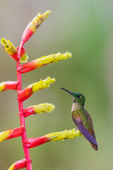 Fawn-breasted brilliant hummingbird resting on heliconia blooms, cloud forest, Ecuador