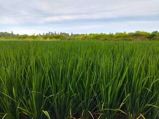 beautiful view of rice fields in the morning