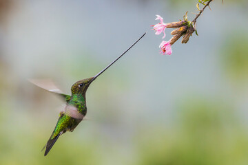 Sword-billed hummingbird flying in for a bit of nectar, cloud forest, Ecuador