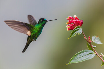 Buff-winged starfrontlet approaching a beautiful bloom, cloud forest, Ecuador