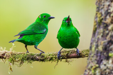 Glistening-green tanager with fledgling in the Choco Forest of Ecuador