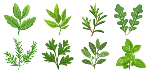 PNG Illustrated fresh green herbs collection on transparent background