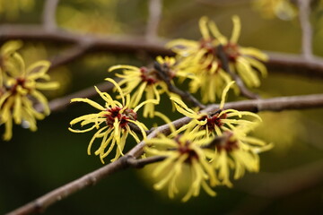 春一番に咲く花