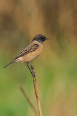 Siberian Stonechat  on a branch
