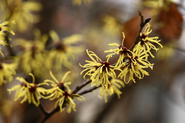 春一番に咲く花