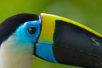 Peru, Amazon. Close-up of white-throated toucan's head in jungle. © Danita Delimont