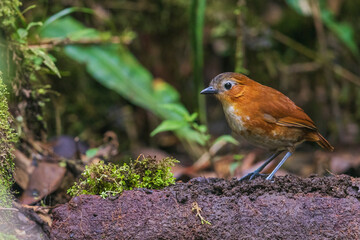 Color stock image of Yucca blooming