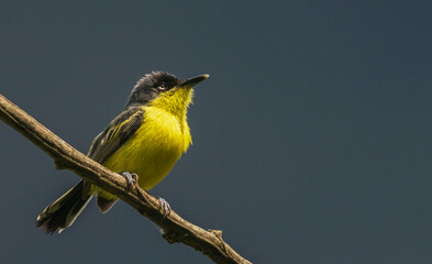 Common tody-flycatcher in search of insects near Machu Pichu, Peru