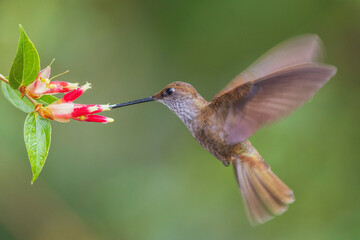 Bronzy Inca foraging on the fly, mountain forest in Peru