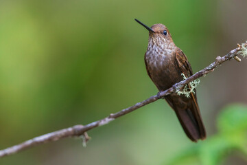 Bronzy Inca rests for moment in mountain forest of Peru