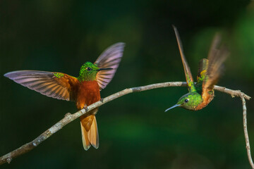 Chestnut-breasted coronets, forest of Peru