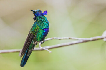 Sparkling violet-ear hummingbird, territory display in northern Peru