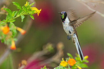 Bearded mountaineer hummingbird in flight while foraging near Machu Pichu, Peru