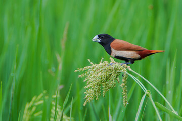 Tricoloured Munia on the grass