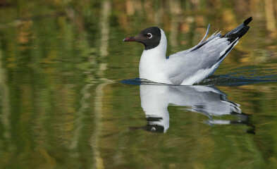 Andean gull alights in small wetlands of central Peru