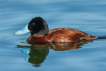 Peruvian ruddy duck meanders past, wetlands of central Peru